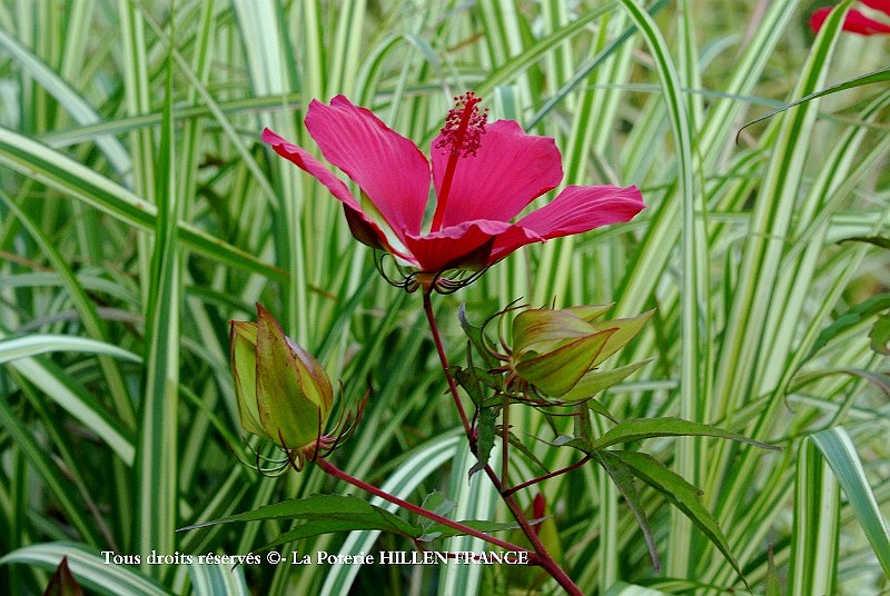 Hibiscus coccineus 